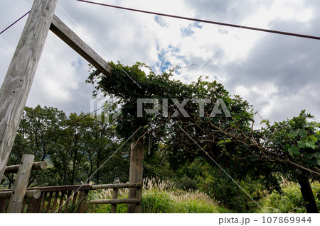 秋のタデ原湿原（大分県玖珠郡九重町） 107869944