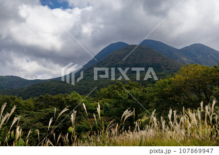 秋のタデ原湿原（大分県玖珠郡九重町） 107869947
