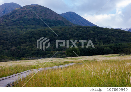 秋のタデ原湿原（大分県玖珠郡九重町） 107869949