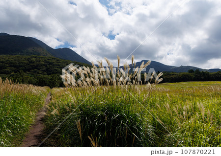 秋のタデ原湿原(大分県玖珠郡九重町) 秋のタデ原湿原(大分県玖珠郡九重町) 107870221