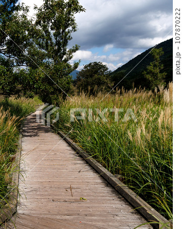 秋のタデ原湿原(大分県玖珠郡九重町) 秋のタデ原湿原(大分県玖珠郡九重町) 107870222