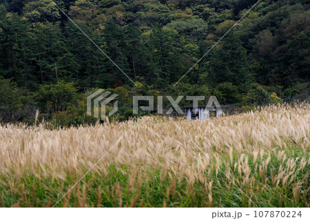 秋のタデ原湿原（大分県玖珠郡九重町） 107870224
