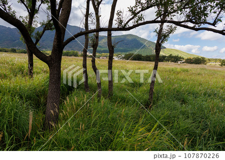 秋のタデ原湿原(大分県玖珠郡九重町) 秋のタデ原湿原(大分県玖珠郡九重町) 107870226