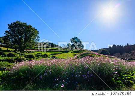 秋の上場高原　コスモス畑 107870264