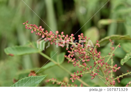 ヌルデの実 107871329