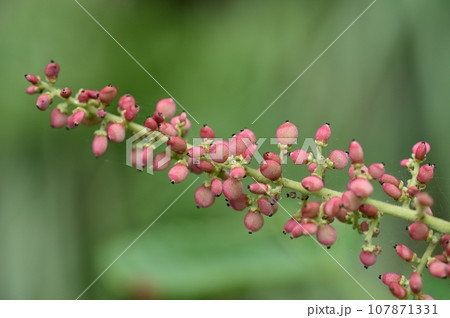 ヌルデの実 ヌルデの実 107871331