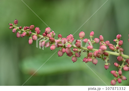 ヌルデの実 107871332