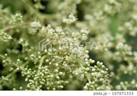 ヌルデの花 ヌルデの花 107871333