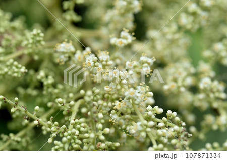 ヌルデの花 107871334