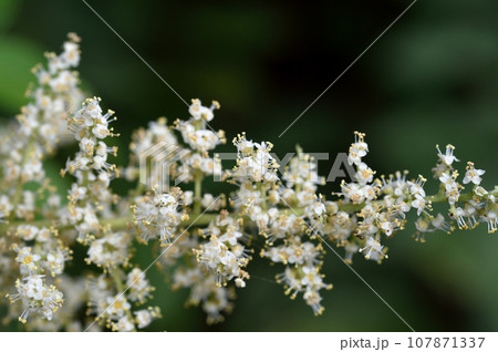 ヌルデの花 107871337