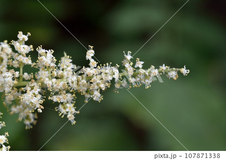 ヌルデの花 ヌルデの花 107871338