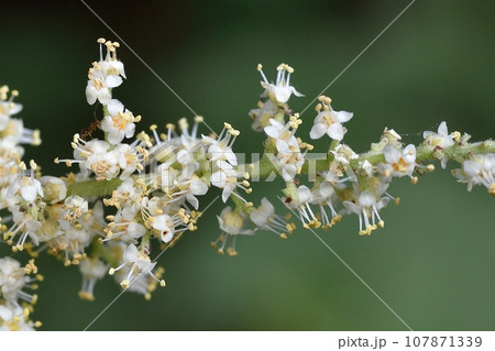 ヌルデの花 ヌルデの花 107871339