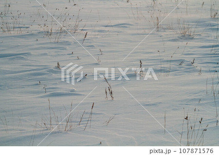 Fantastic winter landscape. Frozen grass in the snow. Winter nature in the rays of sunset. Fantastic winter landscape. Frozen grass in the snow. Winter nature in the rays of sunset. 107871576