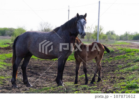 Horses on a village farm. Beautiful horses against the background of the village. Raising healthy animals. 107871612