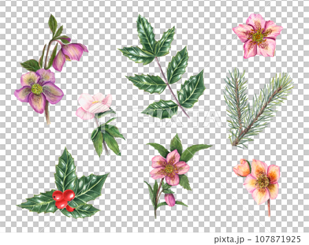 Set of hellebores, spruce branches, holly leaves. Spruce, pine, winter flowers, green leaves. Green ilex leaves with bunch of red berries. Watercolor illustration for poster, textile design, cover 107871925