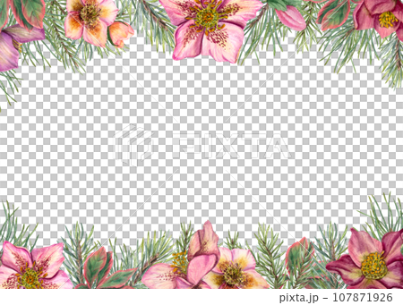 Horizontal winter frame with hellebores and Xmas tree branches. Evergreen plants, pine, spruce, winter flowers. Watercolor illustration isolated on white. For greeting card design. Space for text. 107871926