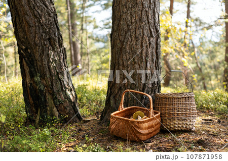 Two baskets with edible mushrooms in autumn forest 107871958