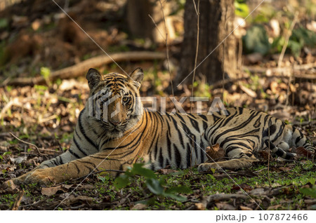 wild indian male bengal tiger or panthera tigris fine art closeup or portrait with eye contact in morning safari at bandhavgarh national park forest reserve madhya pradesh india asia 107872466