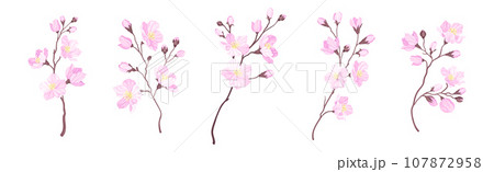 Blooming Cherry Branches with Tender Pink Flower Blossom Vector Set Blooming Cherry Branches with Tender Pink Flower Blossom Vector Set 107872958