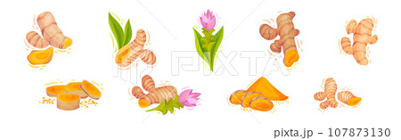 Fresh Turmeric Plant with Orange Root as Culinary Spice Vector Set 107873130