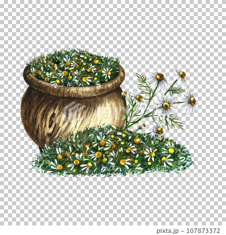 Pharmacy chamomile. Dry the crushed medicinal herb in a wooden pot. Herbal soothing tea. Isolate. Watercolor illustration, hand-drawn. Medicinal herbs. For packaging layout, label, menu and banner. 107873372