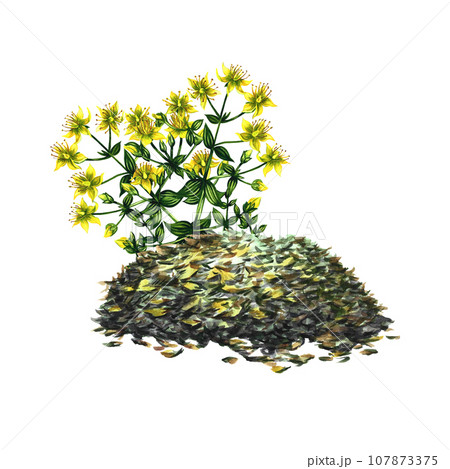 Dried, crushed, medicinal herb. Herb tea. Isolate on white background. Watercolor hand drawn illustration. Healthy tea and medicinal herbs. For packaging, label, menu and banner mockup. 107873375
