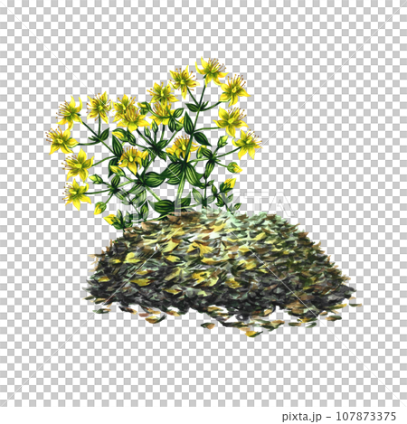 Dried, crushed, medicinal herb. Herb tea. Isolate on white background. Watercolor hand drawn illustration. Healthy tea and medicinal herbs. For packaging, label, menu and banner mockup. 107873375