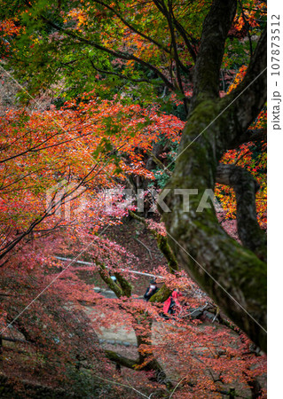 北野天満宮の秋、御土居の紅葉、鬱蒼と重なるカエデ、赤と緑のコントラスト 107873512