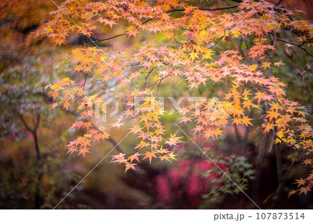 北野天満宮の秋、御土居の紅葉、鬱蒼と重なるカエデ、オレンジと緑のコントラスト 107873514