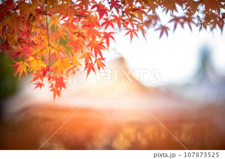 北野天満宮の秋、御土居の真っ赤な紅葉と国宝の本殿 107873525