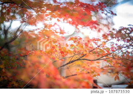 北野天満宮の秋、御土居のカラフルな紅葉と国宝の本殿 107873530