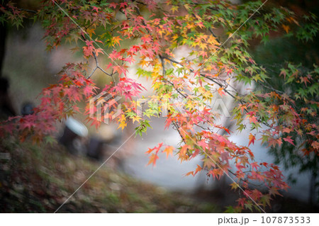 北野天満宮の秋、御土居のカラフルな紅葉、紙屋川の散歩道 北野天満宮の秋、御土居のカラフルな紅葉、紙屋川の散歩道 107873533