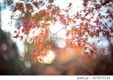 北野天満宮の秋、御土居の真っ赤な紅葉、カラフルな秋の背景 107873534