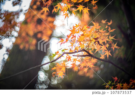 北野天満宮の秋、御土居のカラフルな紅葉、オレンジと緑の光の渦 107873537