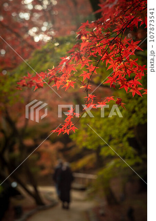 北野天満宮の秋、御土居の真っ赤な紅葉、赤と緑のコントラスト 107873541