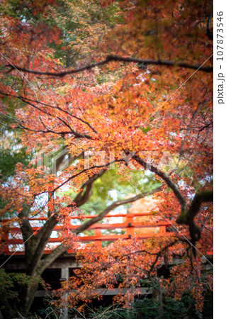 北野天満宮の秋、御土居の赤い紅葉 107873546