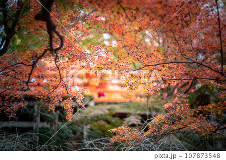 北野天満宮の秋、御土居の赤い紅葉 107873548