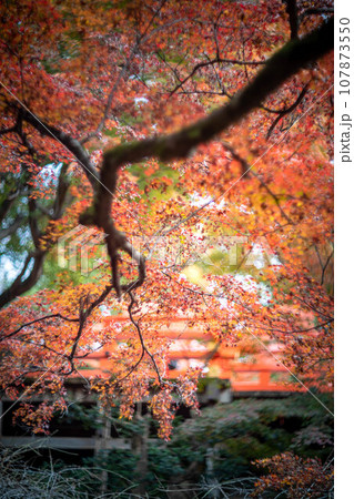 北野天満宮の秋、御土居の赤い紅葉 107873550