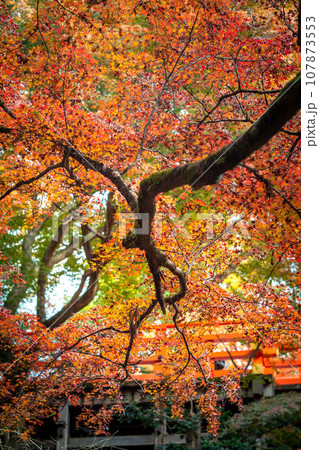 北野天満宮の秋、御土居の赤い紅葉 北野天満宮の秋、御土居の赤い紅葉 107873553