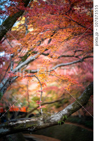 北野天満宮の秋、御土居の赤い紅葉、赤い光の渦と紙屋川にかかる鶯橋 107873555