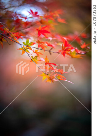 北野天満宮の秋、御土居の色づいた紅葉の一枝、カラフルな光の渦 107873563
