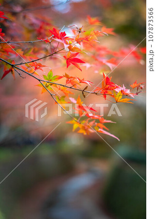 北野天満宮の秋、御土居の色づいた紅葉の一枝と紙屋川 107873566