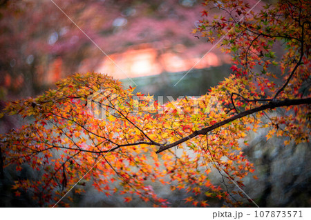 北野天満宮の秋、御土居のカラフルな紅葉の枝ぶり、秋色の光の渦 107873571
