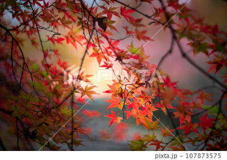 北野天満宮の秋、御土居のカラフルな紅葉、秋色の光の背景 107873575