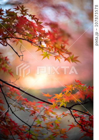 北野天満宮の秋、御土居のカラフルな紅葉、秋色の光の背景 107873578