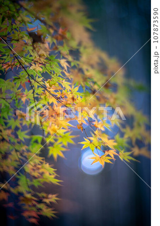 北野天満宮の秋、御土居の黄色い紅葉、秋色の光の玉 107873590