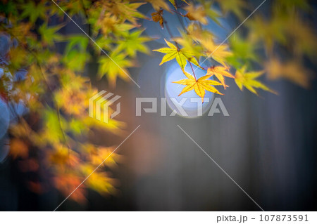 北野天満宮の秋、御土居の黄色い紅葉、秋色の光の玉 107873591