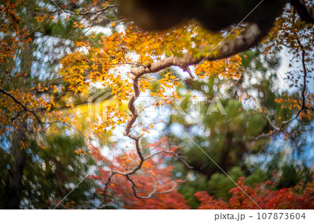 北野天満宮の秋、御土居の黄色い紅葉、カラフルな秋の木漏れ日の渦 北野天満宮の秋、御土居の黄色い紅葉、カラフルな秋の木漏れ日の渦 107873604
