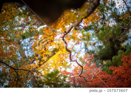 北野天満宮の秋、御土居の黄色い紅葉、カラフルな秋の木漏れ日の渦 107873607