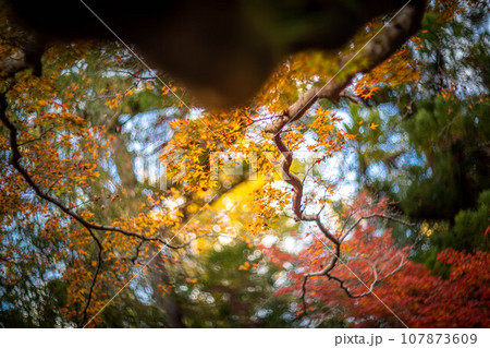 北野天満宮の秋、御土居の黄色い紅葉、カラフルな秋の木漏れ日の渦 107873609
